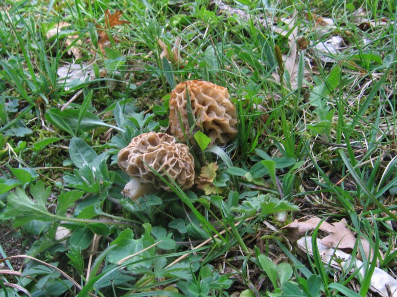 Altre morchelle - (RM)